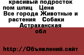 красивый подросток пом шпиц › Цена ­ 30 000 - Все города Животные и растения » Собаки   . Астраханская обл.